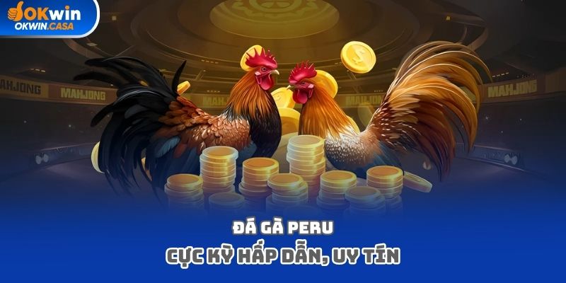 Đá gà Peru cực kỳ hấp dẫn, uy tín