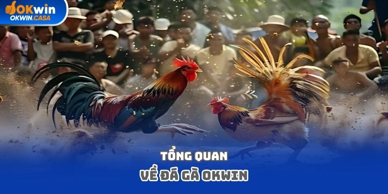 Tổng quan về đá gà OKWIN