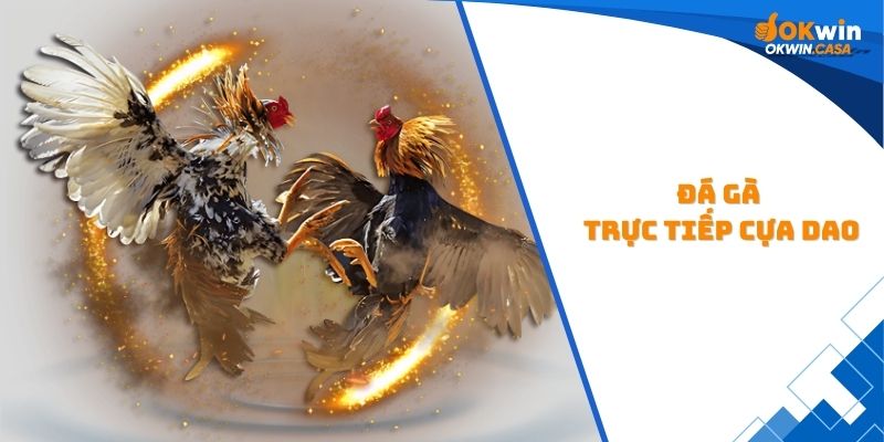 đá gà trực tiếp cựa dao