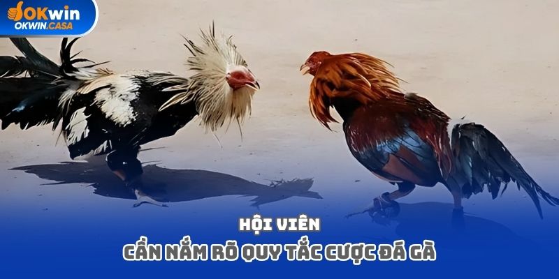 Hội viên cần nắm rõ quy tắc cược đá gà