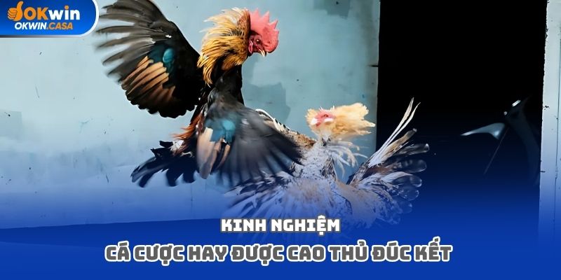 Kinh nghiệm cá cược hay được cao thủ đúc kết