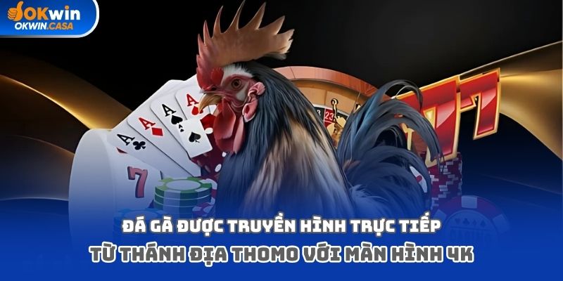 Đá gà được truyền hình trực tiếp từ thánh địa Thomo với màn hình 4K